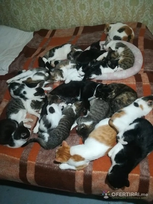 Помощ за храна на 70 броя котки 