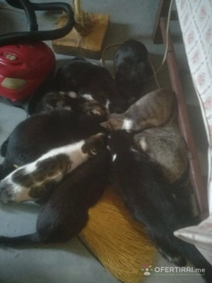 Помощ за храна на 70 броя котки 