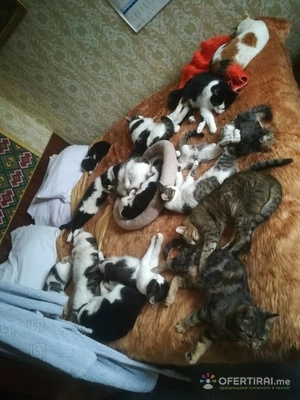 Помощ за храна на 70 броя котки 