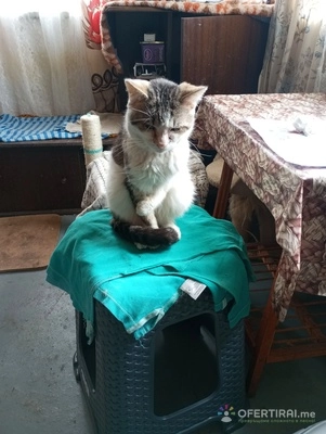 Помощ за храна на 70 броя котки 