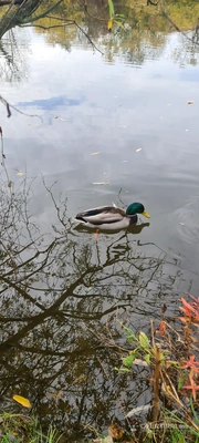 Изображение на доставчика