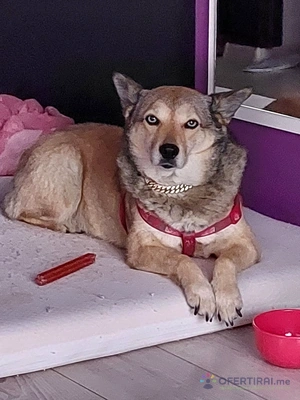 Вашето любимо същество е цар пра менc69feeb763 - Image 2