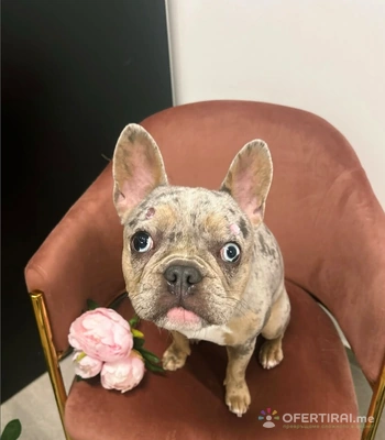 Груминг услуги Груминг услуги - Image 3