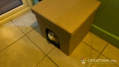 Професионално почистване и подръжка на дом и градина