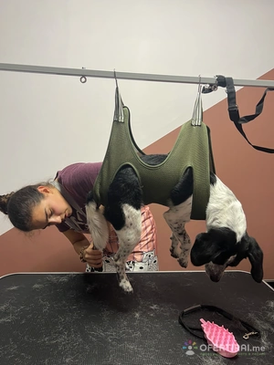 Груминг услуги за кучета и котки🐾 Груминг услуги за кучета и котки🐾 - Image 7