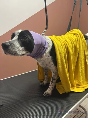 Груминг услуги за кучета и котки🐾 Груминг услуги за кучета и котки🐾 - Image 6