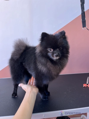 Груминг услуги за кучета и котки🐾 Груминг услуги за кучета и котки🐾 - Image 4