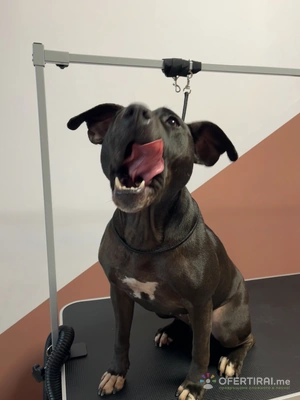 Груминг услуги за кучета и котки🐾 Груминг услуги за кучета и котки🐾 - Image 6