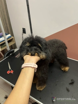 Груминг услуги за кучета и котки🐾 Груминг услуги за кучета и котки🐾 - Image 8