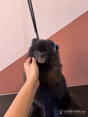 Груминг услуги за кучета и котки🐾 Груминг услуги за кучета и котки🐾 - Image 3