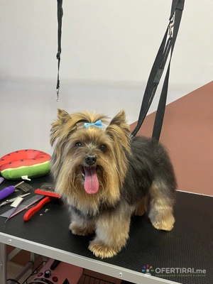 Груминг услуги за кучета и котки🐾 Груминг услуги за кучета и котки🐾 - Image 9