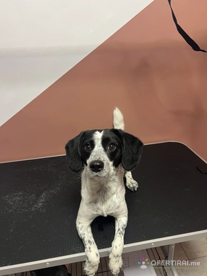 Груминг услуги за кучета и котки🐾 Груминг услуги за кучета и котки🐾 - Image 5