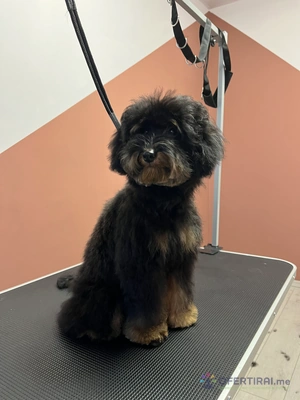 Груминг услуги за кучета и котки🐾 Груминг услуги за кучета и котки🐾 - Image 10