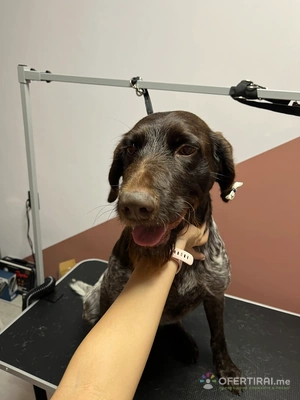 Груминг услуги за кучета и котки🐾 Груминг услуги за кучета и котки🐾 - Image 2