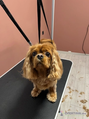 Груминг услуги за кучета и котки🐾 Груминг услуги за кучета и котки🐾 - Image 7