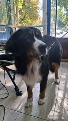 Груминг услуги за домашни любимци  - Image 3