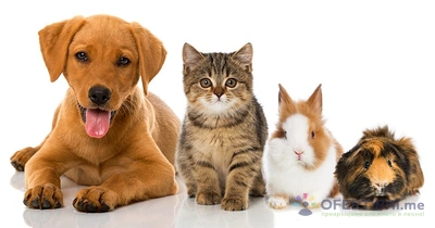 Изображение на доставчика