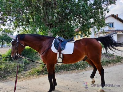 Урок по конна езда  - Image 3