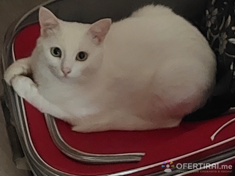 Тихомира Граматикова