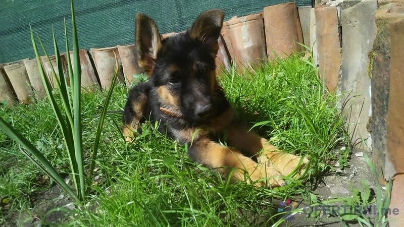 Хотел за кучета - Игри на воля